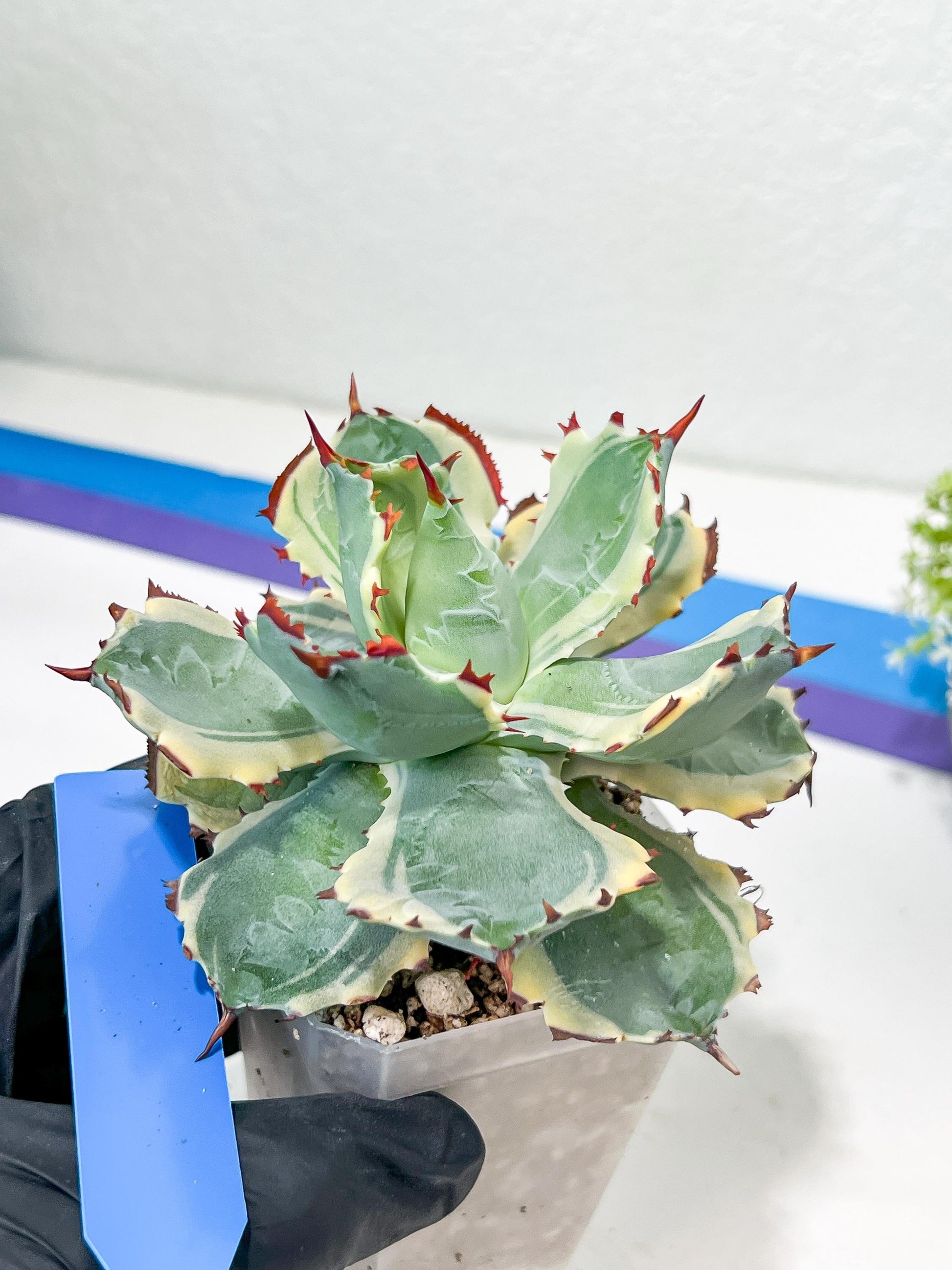 Agave Kabutogani | Once it’s gone, it’s gone for good!