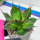Agave Horrida | Imported Succulent | rare species