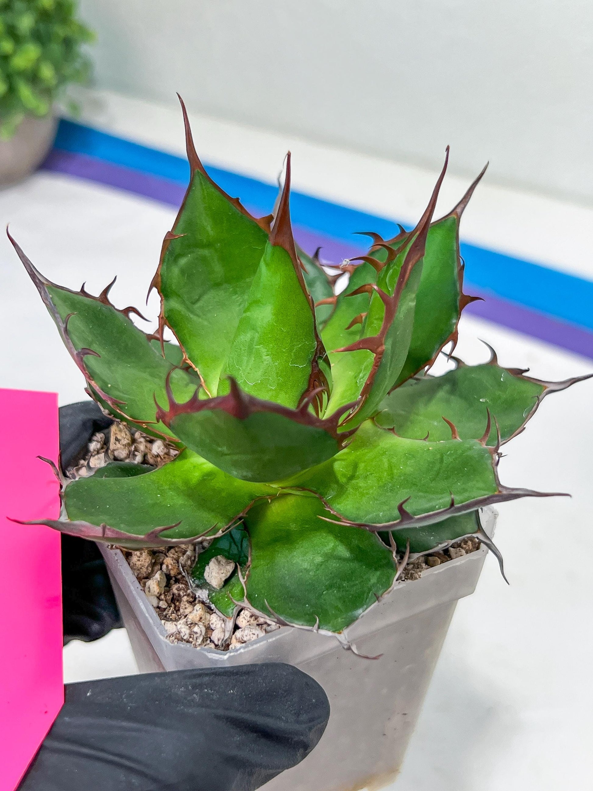 Agave Horrida | Imported Succulent | rare species