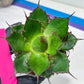 Agave Horrida | Imported Succulent | rare species