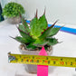 Agave Horrida | Imported Succulent | rare species