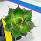 Agave Horrida | Imported Succulent | rare species
