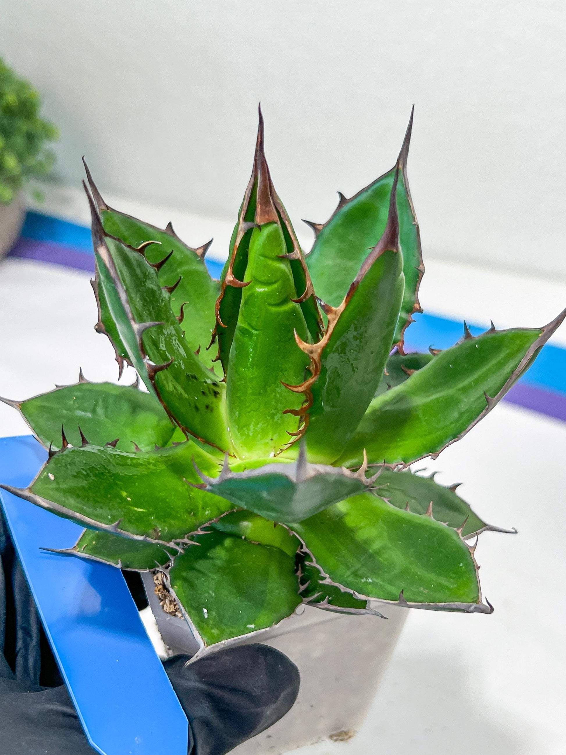 Agave Horrida | Imported Succulent | rare species