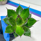 Agave Horrida | Imported Succulent | rare species