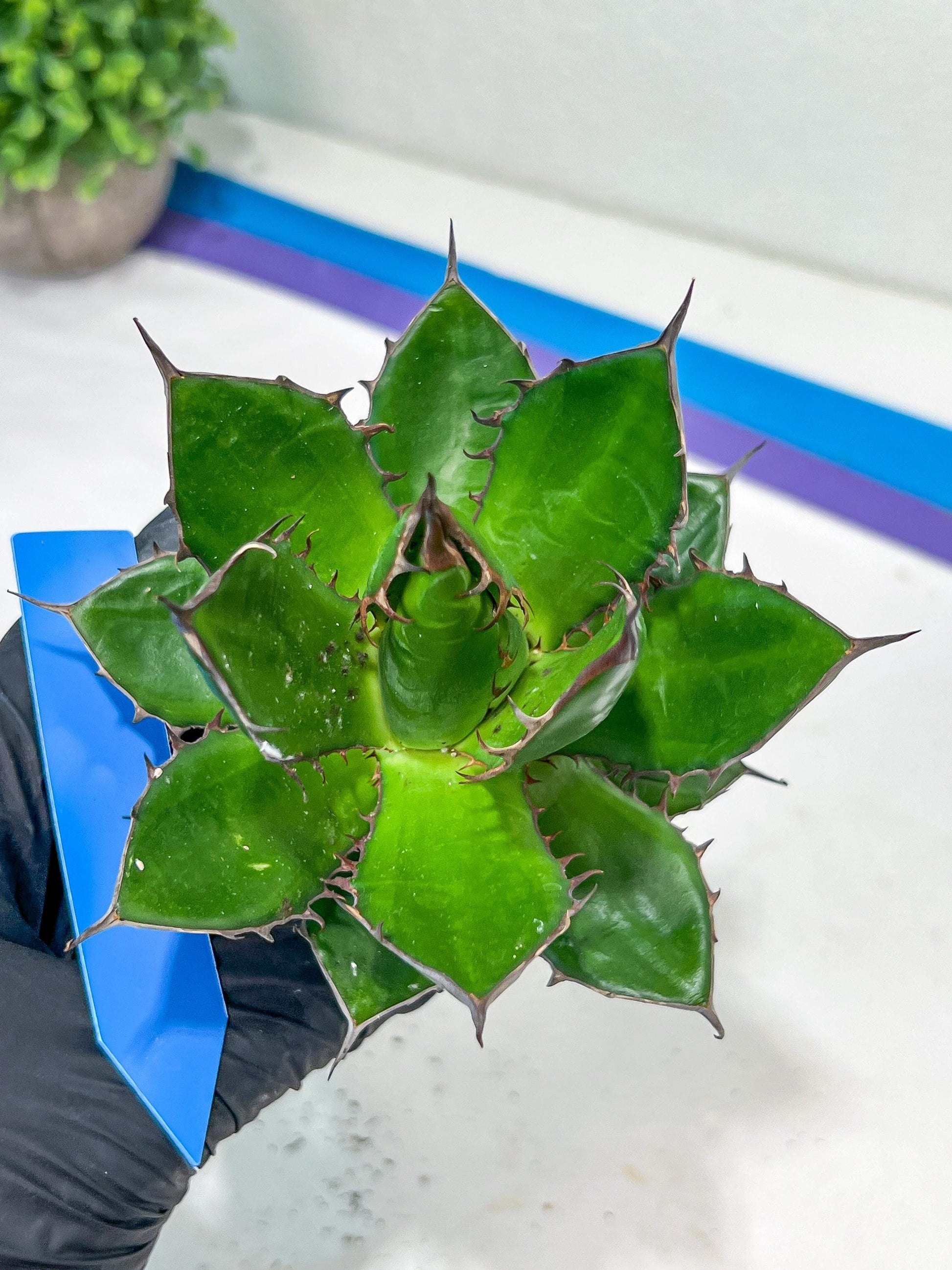 Agave Horrida | Imported Succulent | rare species