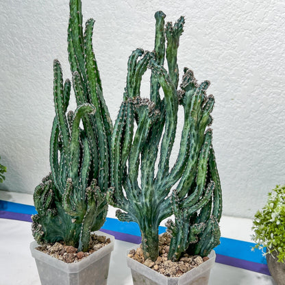 Bizarre Monvillea spegazzinii cristata (P-Y) | Little Sun burn