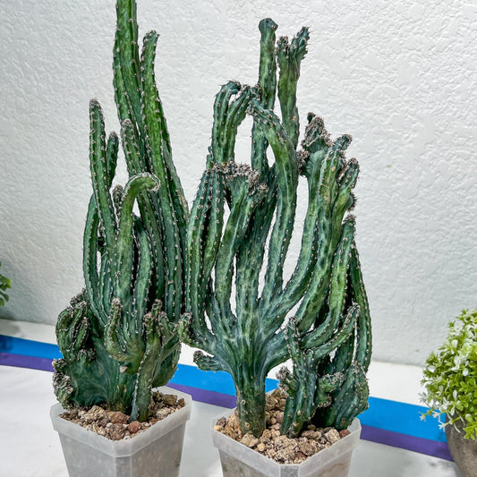 Bizarre Monvillea spegazzinii cristata monstruosa cactus | Import
