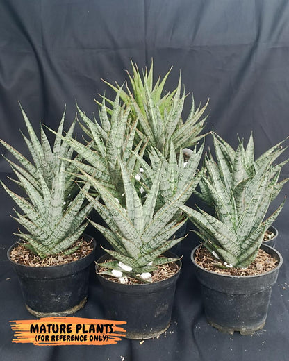 Sansevieria Sweet Celery (Ha31) (p) | Imported Plants