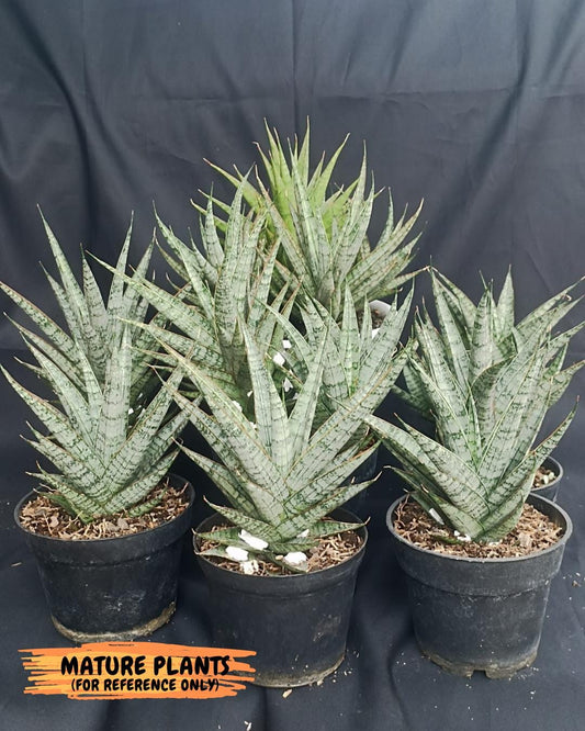 Sansevieria Sweet Celery (H31) | Imported Plants
