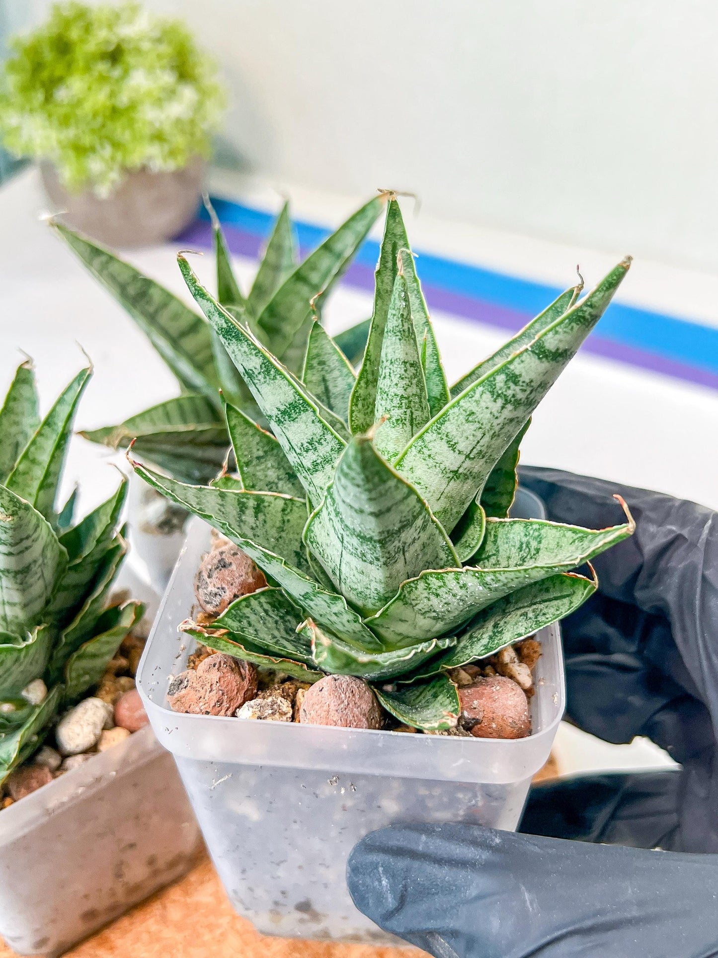 Sansevieria Sweet Celery (H31) | A rare plant a day keeps the boredom away