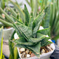 Sansevieria Sweet Celery (H31) | A rare plant a day keeps the boredom away