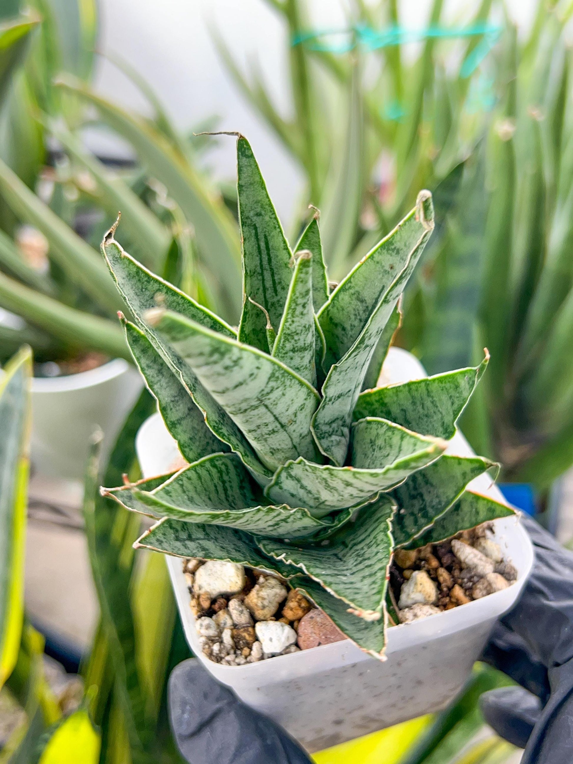 Sansevieria Sweet Celery (H31) | A rare plant a day keeps the boredom away