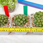 Sepulta Cluster Cactus | Madagascar | Imported Plants
