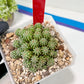 Sepulta Cluster Cactus | Madagascar | Imported Plants