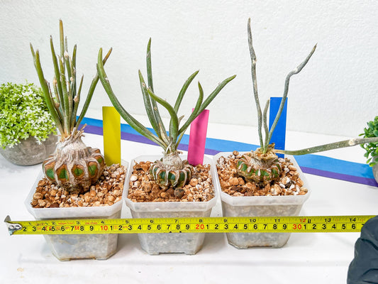 Caput Medusae Grafted | Cactus Indoors | Live Rare Cactus