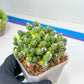 Tephrocactus Rossianus | Drought-Tolerant