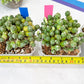 Tephrocactus Rossianus | Drought-Tolerant