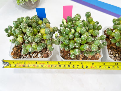 Tephrocactus Rossianus | Drought-Tolerant