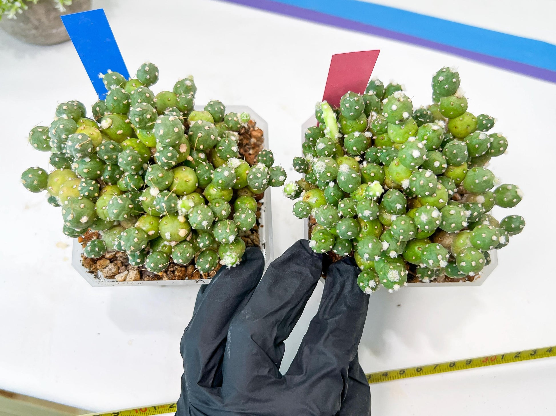 Tephrocactus Rossianus | Drought-Tolerant