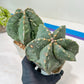 Large AstroCactus Fukryu Kabuto| Imported Cactus | Rare Succulent