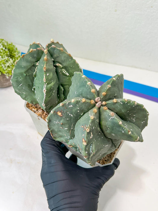 Large AstroCactus Fukryu Kabuto| Imported Cactus | Rare Succulent
