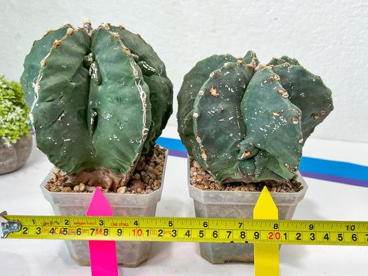 Large AstroCactus Fukryu Kabuto| Imported Cactus | Rare Succulent