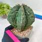 Large AstroCactus Fukryu Kabuto| Imported Cactus | Rare Succulent