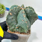 Large AstroCactus Fukryu Kabuto| Imported Cactus | Rare Succulent