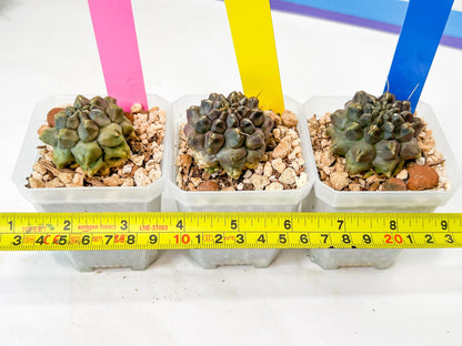 Gymnocalycium Montrose | Imported Cactus | Rare Succulent