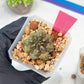 Gymnocalycium Montrose | Imported Cactus | Rare Succulent