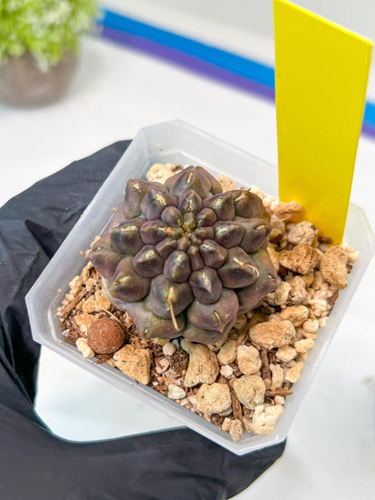 Gymnocalycium Montrose | Imported Cactus | Rare Succulent