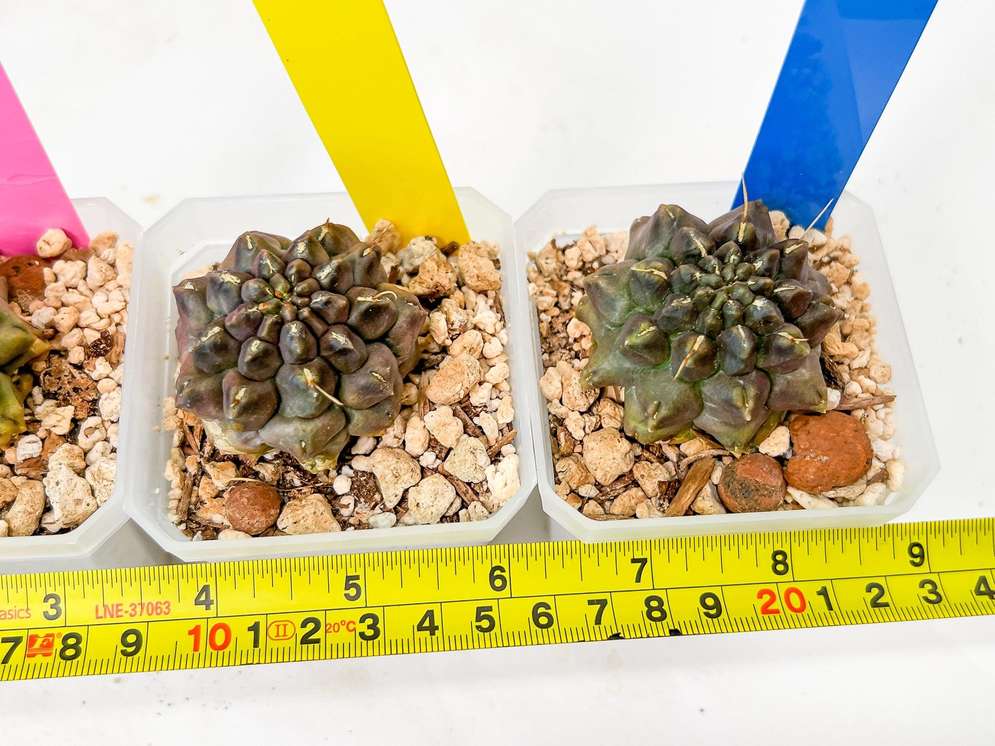 Gymnocalycium Montrose | Imported Cactus | Rare Succulent
