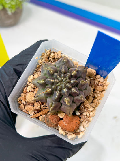 Gymnocalycium Montrose | Imported Cactus | Rare Succulent