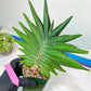 Sansevieria Sawasdee XXL | Choose Your Extraordinary Plant | (D4)(1~3)