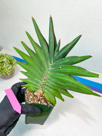 Sansevieria Sawasdee XXL | Choose Your Extraordinary Plant | (D4)(1~3)