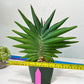 Sansevieria Sawasdee XXL | Choose Your Extraordinary Plant | (D4)(1~3)