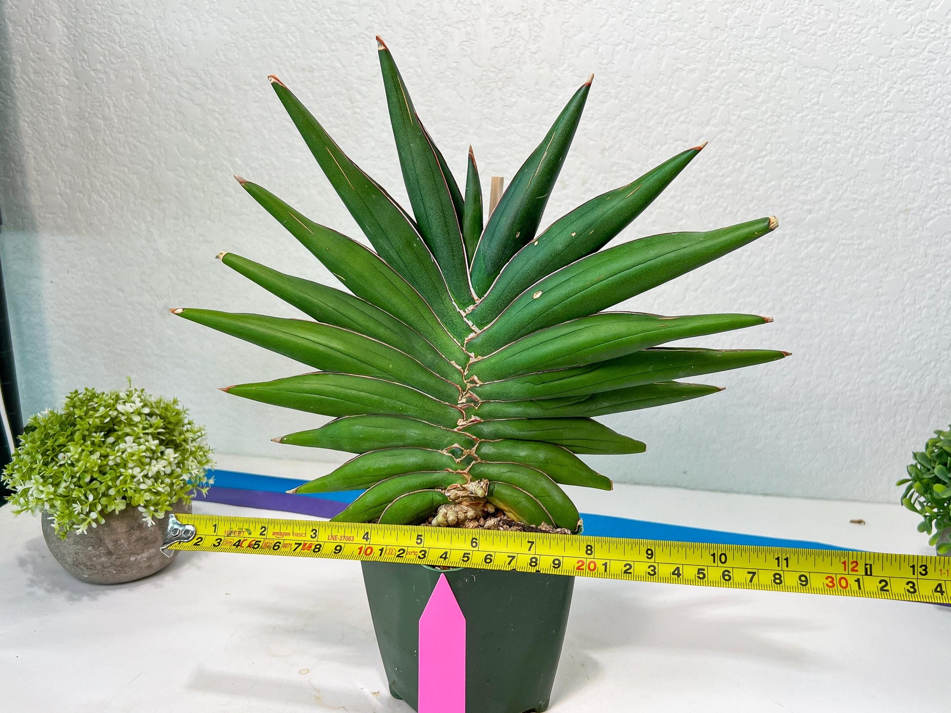 Sansevieria Sawasdee XXL | Choose Your Extraordinary Plant | (D4)(1~3)