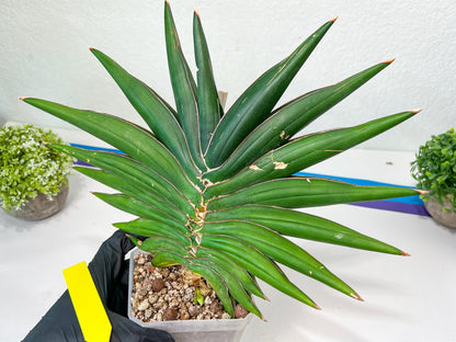 Sansevieria Sawasdee XXL | Choose Your Extraordinary Plant | (D4)(1~3)