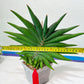 Sansevieria Sawasdee XXL | Choose your own Plants | (D4)