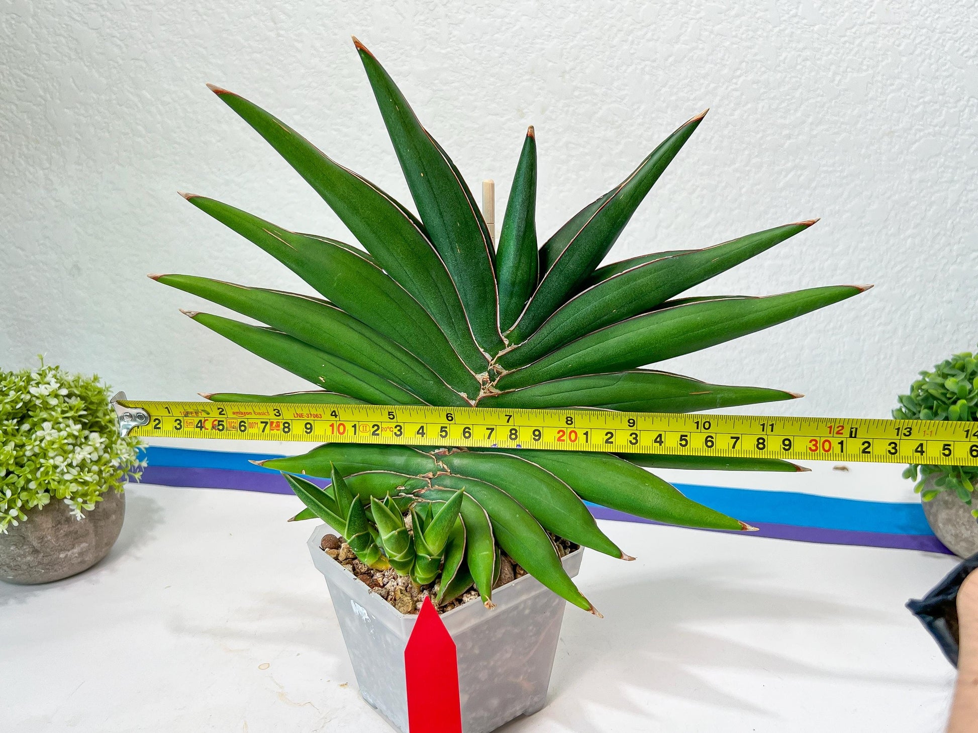 Sansevieria Sawasdee XXL | Choose your own Plants | (D4)