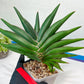 Sansevieria Sawasdee XXL | Choose your own Plants | (D4)