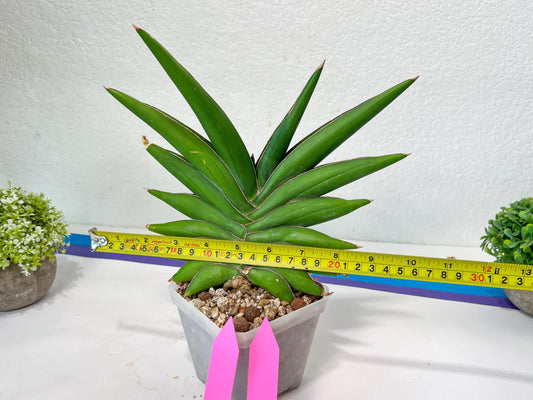 Sansevieria Sawasdee XXL | Choose your own Plants | (D4)