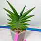 Sansevieria Sawasdee XXL | Choose your own Plants | (D4)