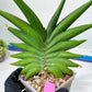 Sansevieria Sawasdee XXL | Choose your own Plants | (D4)