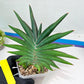 Sansevieria Sawasdee XXL | Choose your own Plants | (D4)