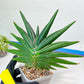 Sansevieria Sawasdee XXL | Choose your own Plants | (D4)