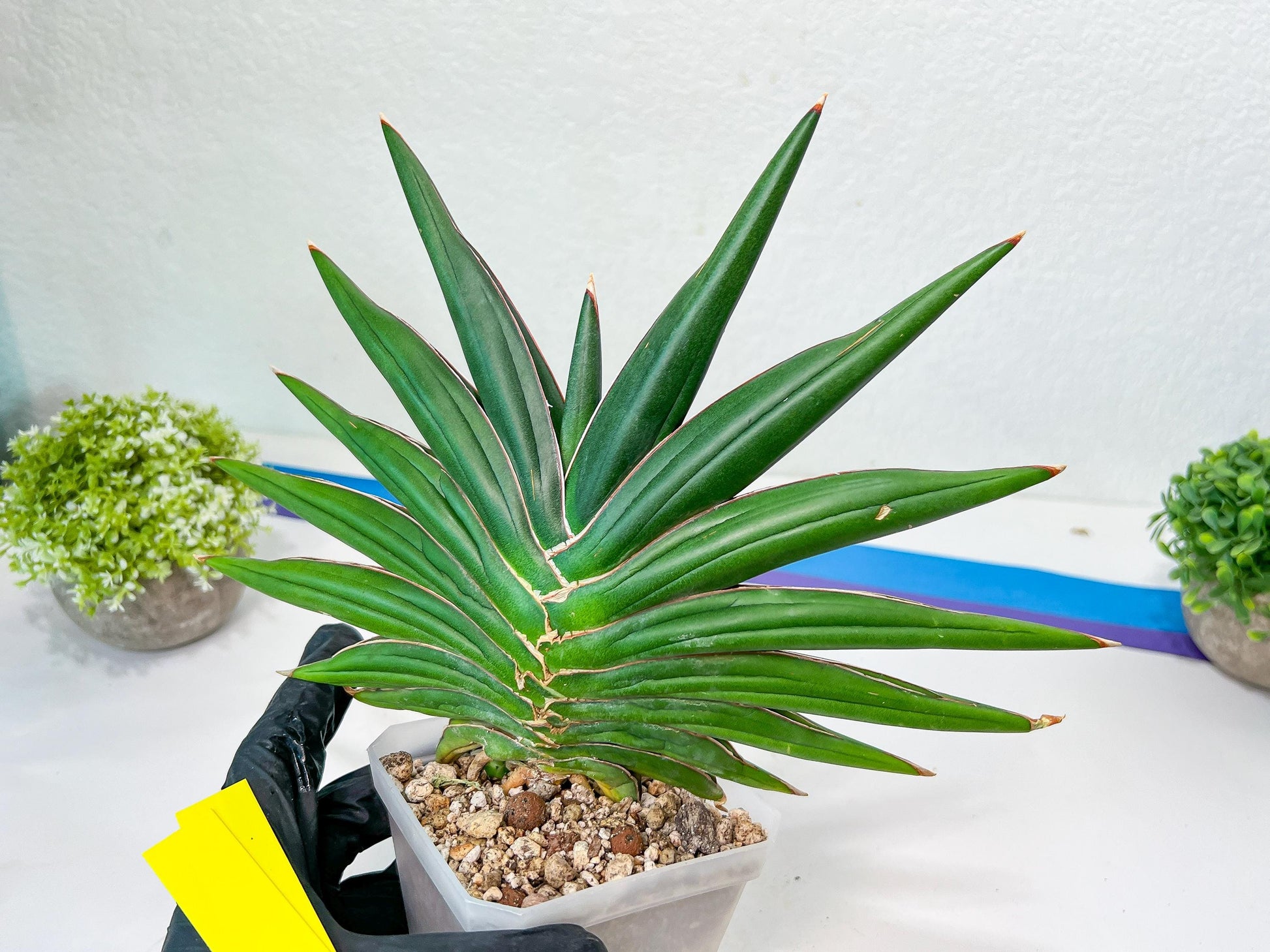Sansevieria Sawasdee XXL | Choose your own Plants | (D4)