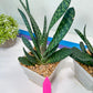 Gasteria Pillansii | South African Plants