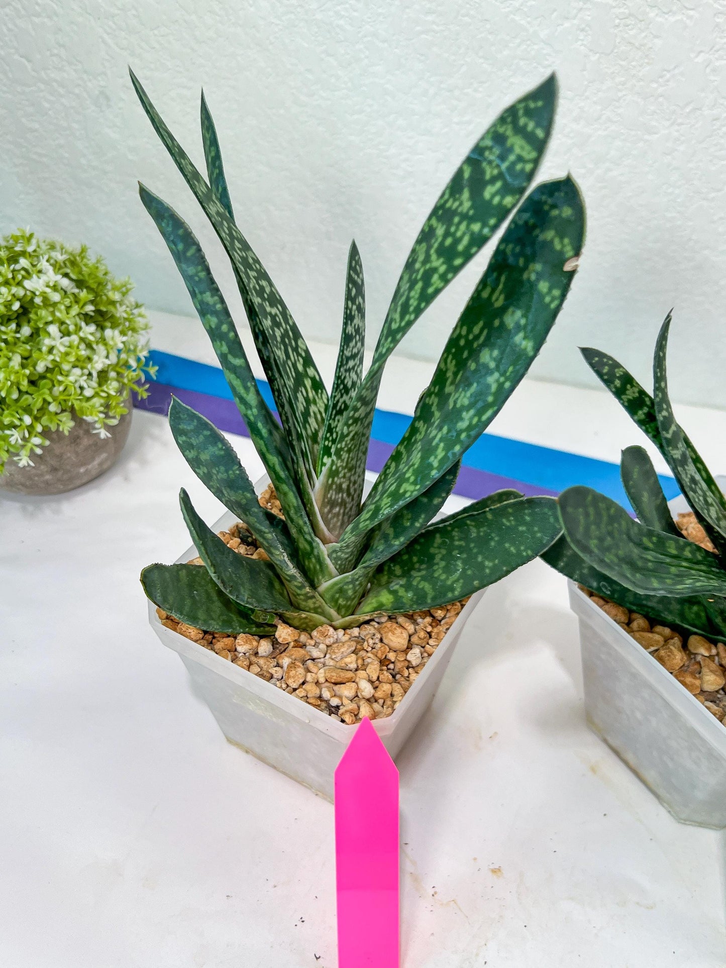 Gasteria Pillansii | South African Plants