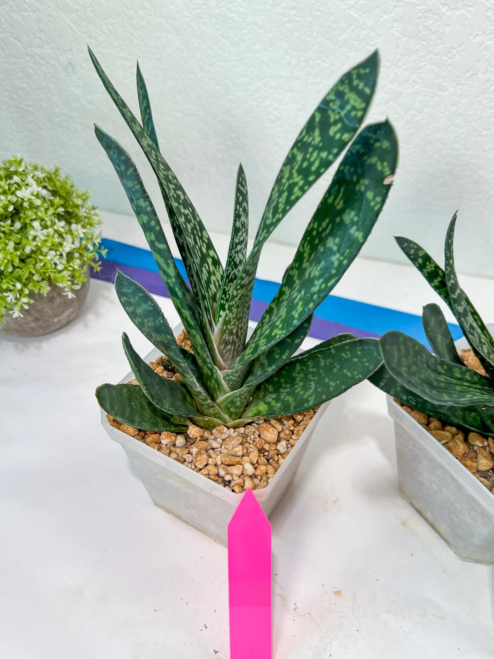 Gasteria Pillansii | South African Plants
